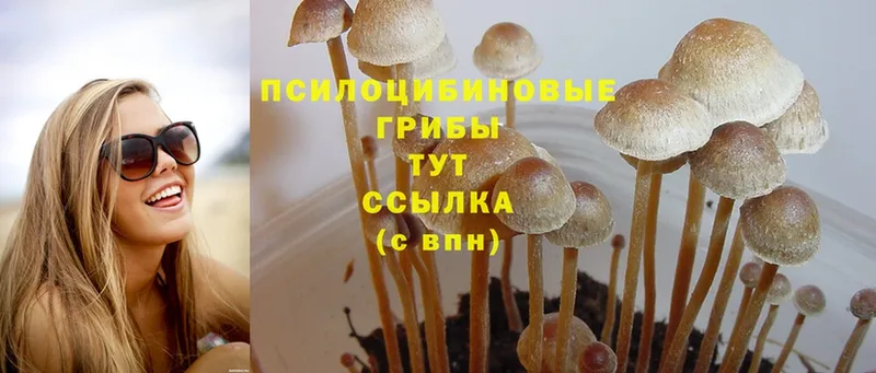 купить наркотик  Гусь-Хрустальный  Галлюциногенные грибы Psilocybe 